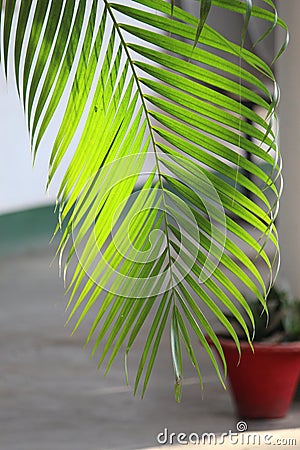 leaf of a palm Stock Photo
