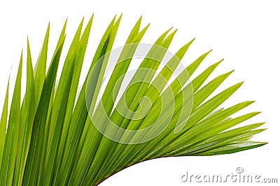 Leaf of palm tree Stock Photo