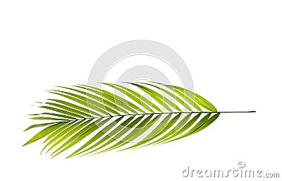 Leaf of palm tree Stock Photo