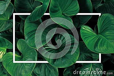 Leaf pattern nature frame layout of heart shaped green leaves Homalomena tropical foliage plant on dark background with white Stock Photo