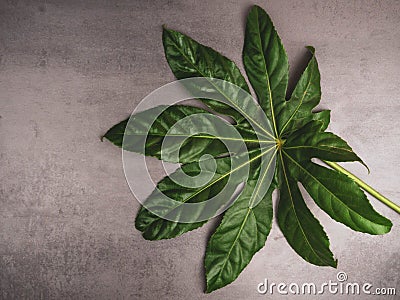 Leaf pattern. Popular plant in interior design, Green tropical leaves on gray concrete background. Summer concept. Flat lay, top Stock Photo