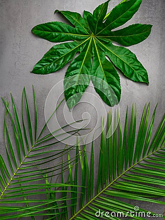 Leaf pattern. Popular plant in interior design, Green tropical leaves on gray concrete background. Summer concept. Flat lay, top Stock Photo