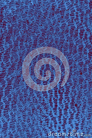 Leaf patterns in an abstract micrograph of peat moss. Stock Photo
