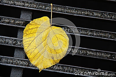 Leaf Stock Photo