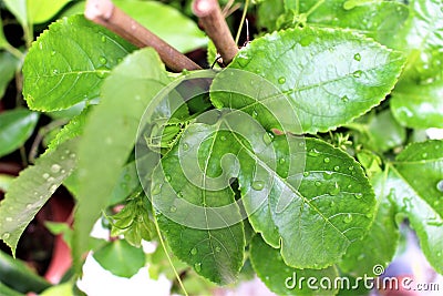 Leaf Stock Photo