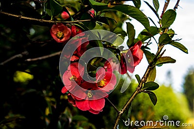 Leaf of a plant with a drop of dew. Stock Photo