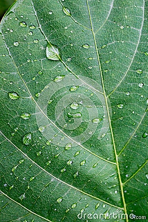 Leaf of a plant with drops Stock Photo