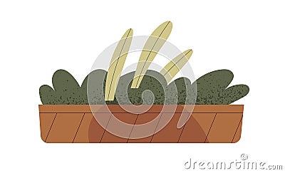 Leaf plant growing in pot. Green houseplant in rectangle shaped flowerpot. Home and office interior decoration. House Vector Illustration