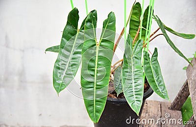 Leaf of plants Philodendron billietiae variegated Stock Photo