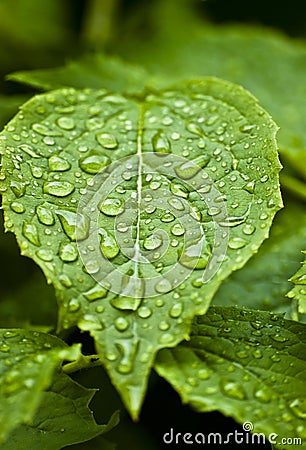 Leaf with rain drops Stock Photo