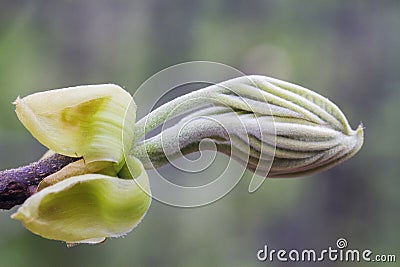 Leaf ready to unfold at end of branch Stock Photo