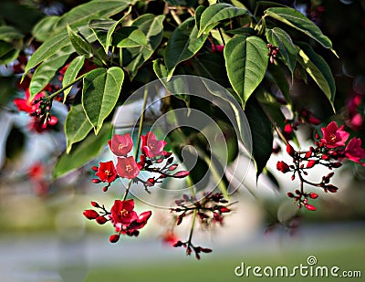 Leaf and red flowers- Jatropha integerrima Stock Photo