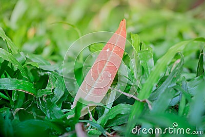 A leaf resting on the top of some fresh grass shows the ultimate Stock Photo