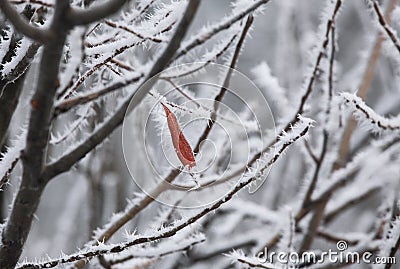 Leaf and rime frost. Piedmont, Northern Italy. Stock Photo