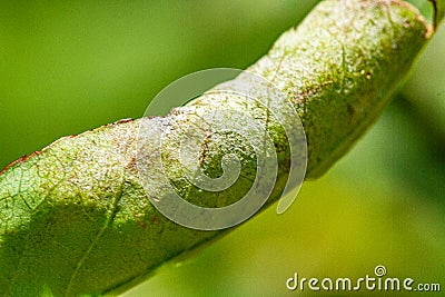 Downy mildew of roses Stock Photo