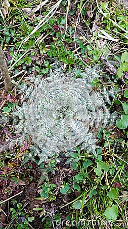 Leaf rosette od plant spiny plumeless thistle, welted thistle Stock Photo