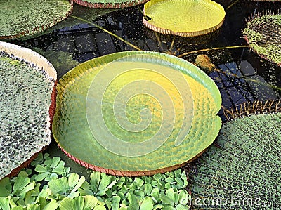 Leaf of The Royal Victoria Amazonica giant water lily Stock Photo