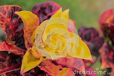 leaf of Rushfoil or Croton tree Stock Photo