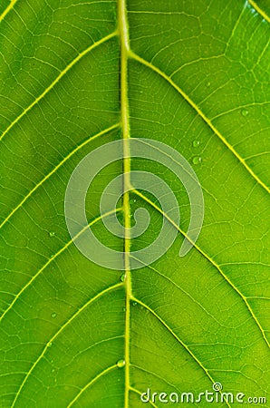 Leaf's vascular channels Stock Photo