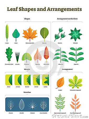 Leaf shapes complex vector illustration. Biological characteristic division Vector Illustration