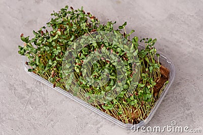 Leaf and shoots of a green plant. Flax sprouts. Raw sprouts microgreen Stock Photo