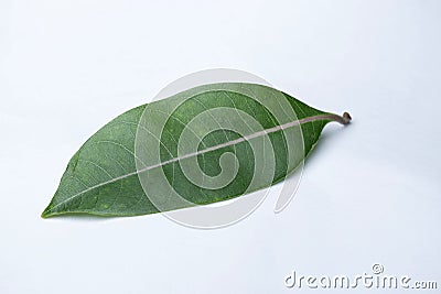 Leaf of Shyamlata tree, Cryptolepis buchananii Stock Photo