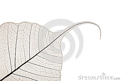 Leaf skeleton Stock Photo