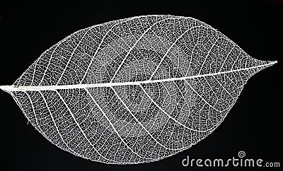 Leaf Skeleton Stock Photo