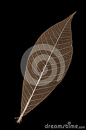 Leaf skeleton Stock Photo