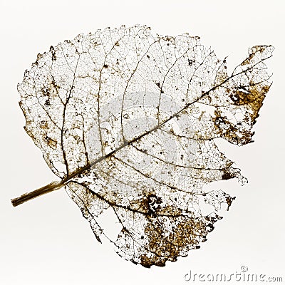 Leaf Skeleton Stock Photo