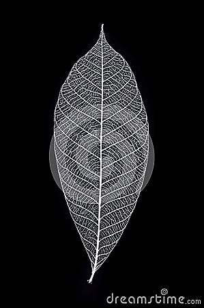 Leaf Skeleton in macro view Stock Photo