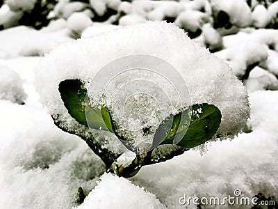 The leaf after snow Stock Photo