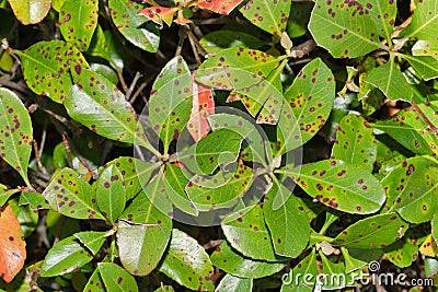 Leaf Spot disease on Indian Hawthorn plant leaves. Stock Photo
