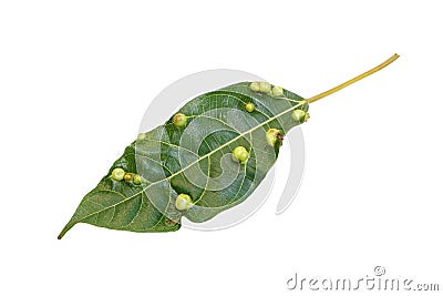 Leaf spot disease Stock Photo