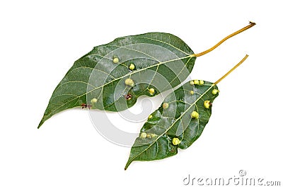 Leaf spot disease Stock Photo
