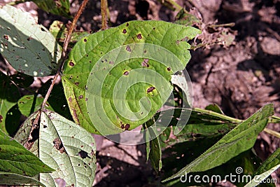Leaf spot disease on mungbean, plant disease Stock Photo