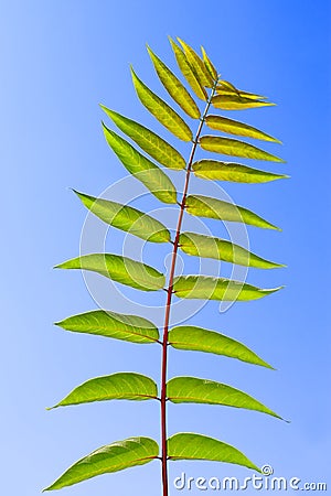 Leaf of Staghorn sumac Stock Photo