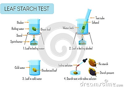 Leaf starch test. School scientific experiment proves photosynthesis in leaves. Vector Illustration