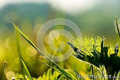 Leaf of stinging nettle and blade of grass on lush meadow backlit by bright warm light of sunrise. Concept of purity, freshness Stock Photo