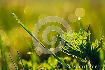 Leaf of stinging nettle and blade of grass on lush meadow backlit by bright warm light of sunrise. Concept of purity, freshness Stock Photo
