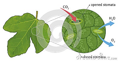 Leaf stomata Vector Illustration