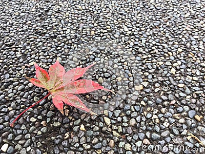 A red maple Leaf on street background Stock Photo