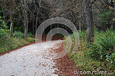 A leaf-strewn road in the autumn park of Kislovodsk, Russia Stock Photo