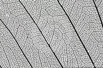 Leaf structure detail Stock Photo