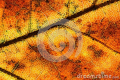 leaf, structure, patterns, nature, botany, flora, color, backlit Stock Photo