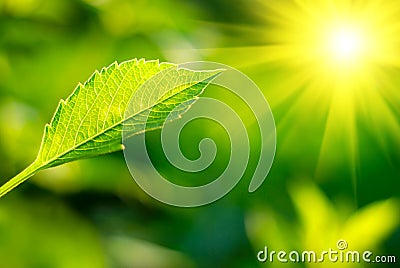 Leaf and sun Stock Photo