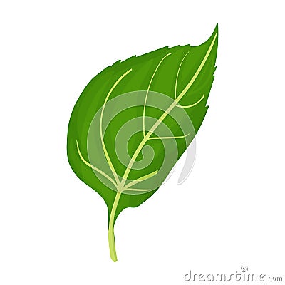 Leaf of sunflower vector icon.Cartoon vector icon isolated on white background leaf of sunflower. Vector Illustration