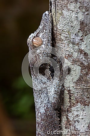Leaf-tailed gecko portrait, Uroplatus phantasticus, Ranomafana, Madagascar Stock Photo