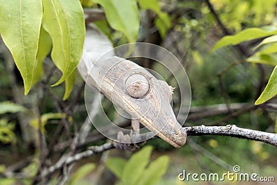 Leaf-tailed Gecko / Uroplatus phantasticus Stock Photo