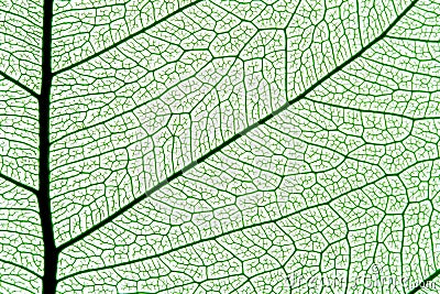 Leaf texture Stock Photo